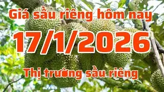 giá sầu riêng hôm nay 17 1 2026 thị trường sầu riêng, sầu riêng xuất khẩu