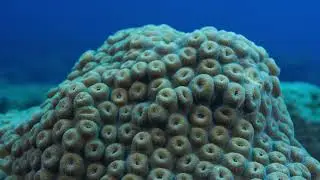 Flower Garden Banks National Marine Sanctuary | Deep in the Heart | Narrated by Matthew McConaughey