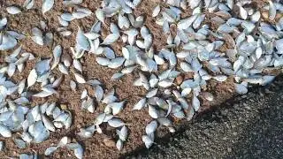 Fish processing 