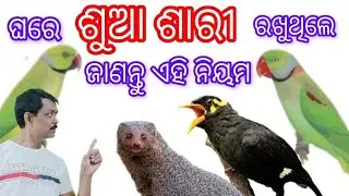 Parrots & Mynahs || ଶୁଆ ଏବଂ ଶାରୀ
