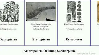 Arthropoden, Ordnung Seeskorpione arthropoda Megarachne Rhenopterus Erieopterus Ctenopterus Vital