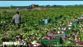 Chioggia Ortomercato del Veneto film