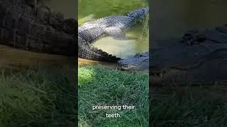 Toothy Enigmas: Brief Crocodile Curiosities #animalfacts #curiouscreatures #fascinatinganimals