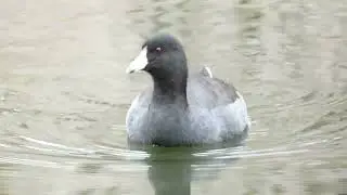Head-bobbing American Coot Swimming