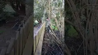 The EGO MHBC1204E Cordless Multi-Tool cutting through this Buddleja bush like a dream