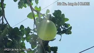 2202.06 | Thăm vườn nh&agrave; người ta cuối tuần.