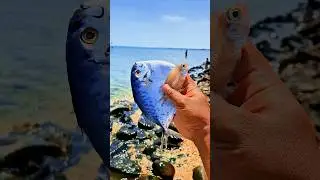 Found dead semarfish and glassfish among the rocks on the beach #shorts #shortvideo #viralvideo