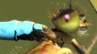 Mating wheel damselflies 🔴
