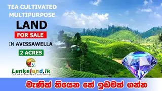 Nearly 2 Acres Tea Cultivated Multipurpose Land for Sale in Avissawella.