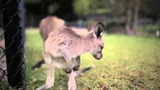 Cutest Kangaroo Joey ever sneezes