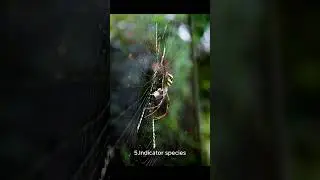 #why #spiders #are #important #facts #why #science #sciencefact #shorts