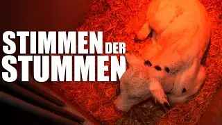 Stimmen der Stummen: Tierschutz in Aktion (Dokumentation) - 14.04.2025