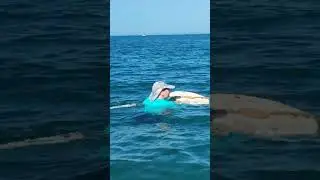 Встреча с дельфином! Чёрное море, Геленджик. 04.06.2024