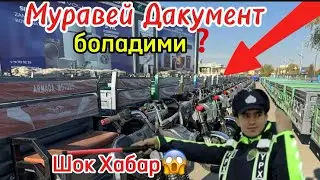 Муравей Нархлар 50% Арзонлаб Колди !!!!!!