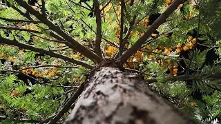 Germinar Roble Australiano (Grevillea Robusta)