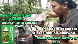 media tanam cocopeat dengan sistem pot bekas air mineral// sistemnya cocopeat di atas bawahnya air‼️