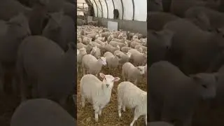 #shorts | Are the Weaned Lambs Adapting? | Ambry Acres SHORTS