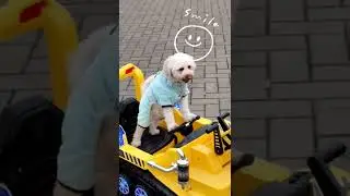 Dog Driving an Excavator ep.2 หนูจะพาไปแว๋น let's go #dog #funnydogs #cutedog