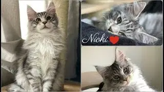 Comment bien accueillir son chaton 😻 Maine Coon