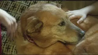 Dog license due by April 1st