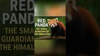 Panda Merah: Hewan Lucu yang Hampir Punah!&rdquo;#exploresatwaliar #satwalangka #animals