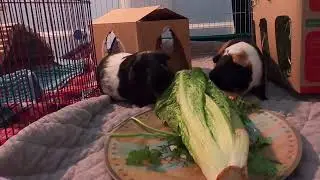 Guinea Pigs Wheeking For Food