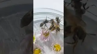 Who is Ant? Who Are Sweat Bees? What Are Differences?