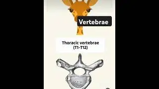 #identity vertebrae #tricks#medicose @DrSudarshanlipane ⛑️👨&zwj;⚕️🩺