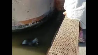 Sea Lion Drags Girl Into Water!
