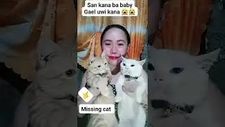 missing cat Gael 😭