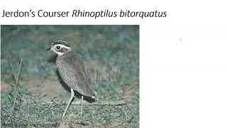 Deccan Birders Present My tryst with Jerdon's Courser A Talk by&nbsp;Dr. P Jegannathan on 30.05.2020
