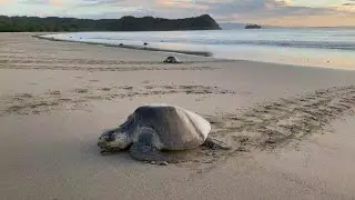 Endangered sea turtles lay their eggs on Nicaraguan beaches | AFP