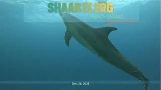 Dolphins visit scuba divers under the sea