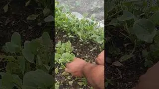 Chukkakura curry Straight from the Garden! #ytshorts