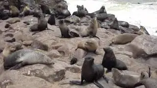 Cape Cross Seals.wmv