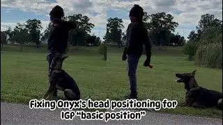 Fixing my German Shepherds head position for Schutzhund “basic position”