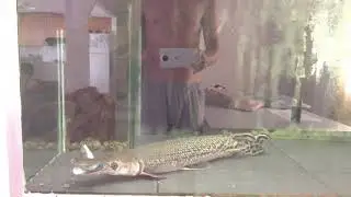 Alligator Gar Atractosteus spatula