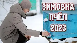Зимовка пчёл 2022 2023  ПОЧТИ ДЕРЕВНЯ