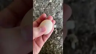 This is my first fairy egg! Will the chicken lay more fairy eggs? @BIGFeathersFarm ​⁠
