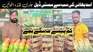 Asad bhai ki sasti deals | love birds business