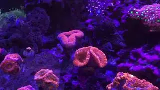 Reef Update Acan Garden
