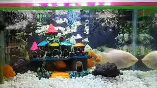 ❤️❤️❤️ My fisher tank❤️❤️