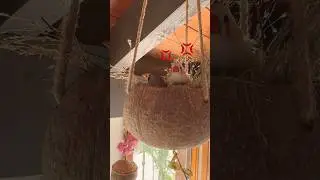 Cute ZEBRA FINCHES Need Privacy 🐦🐦💢#zebrafinch #petbird #funnybirds #funnypets #cutefinch