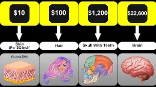 Price Comparison: Human Body Organs | How Much Is An Entire Human Body Worth