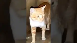 cat 😸  moao bili😍💕🌹