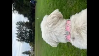 Charm Dog Collars from Doggie Fashionista LLC: Bling for Your Fur Baby
