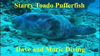 Starry Toado pufferfish on  Embudu