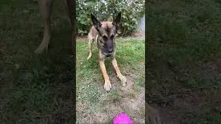 CHIEN QUI ABOIE FORT #malinois 🐶(vid&eacute;o pour chien) #chien #reels