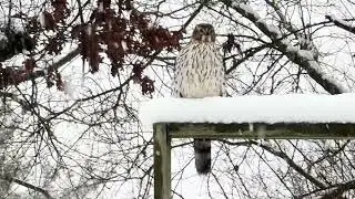 Mini Series Cooper Hawk