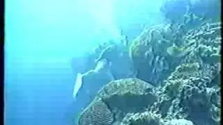 フルフェイスマスクダイバー